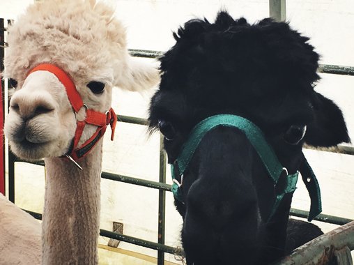 Интерактивный музей в Москве примет на работу живую альпаку