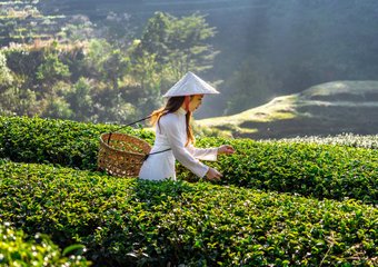 Рабочие чайных плантаций ломают роботов-конкурентов