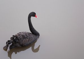 Как не дать «черным лебедям» потопить вашу компанию