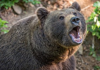 «Газпром» нанял охрану для защиты сотрудников от медведей 
