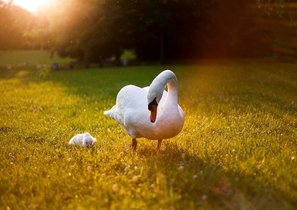 "За окном лебеди, за стеной бассейн". Идеальный офис глазами врача