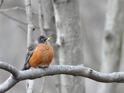 Шесть сюрпризов об интровертах на работе или почему им нельзя пить кофе