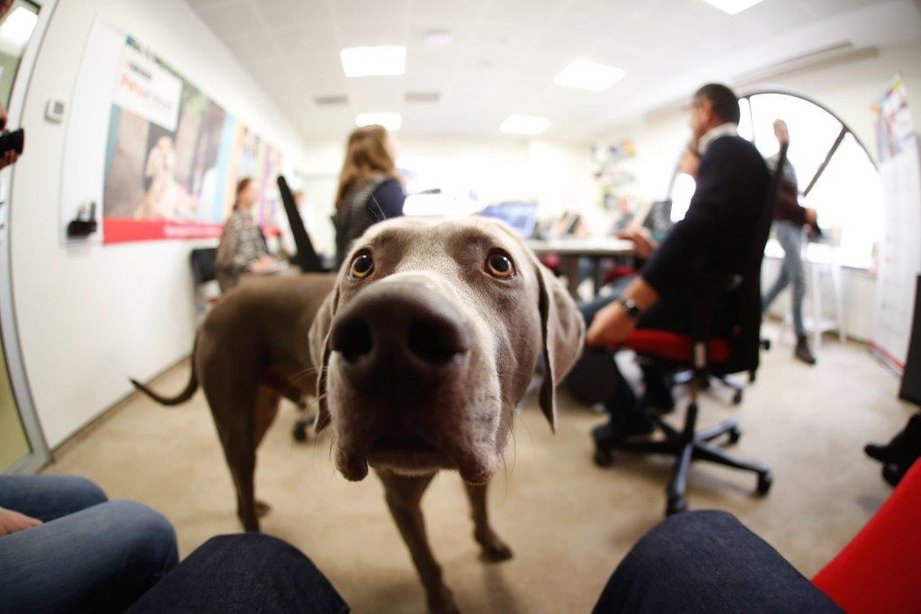 Сотрудникам PURINA разрешили приходить в офис с собаками