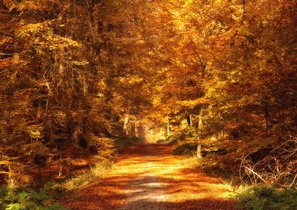 Как стартап нашел в России "нехоженые тропы"