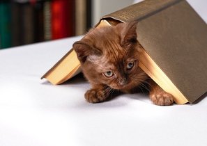 Выполнить план и спасти кота: как меняется производительность при работе из дома