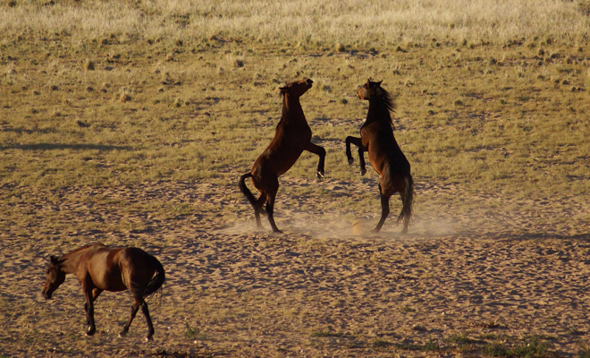 практ-менеждер, запуск продукта