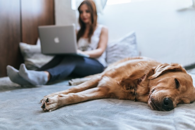 девушка на кровати с ноутбуком и собакой