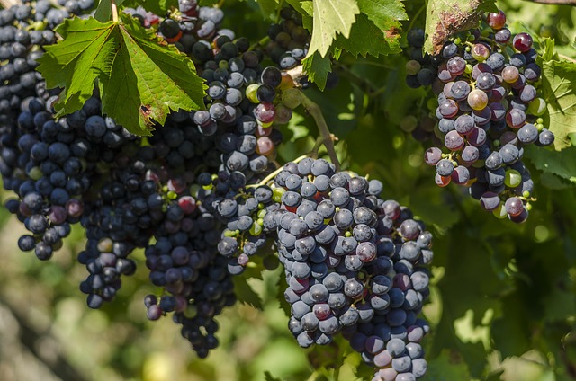 Государство намерено поддержать отечественных производителей вина